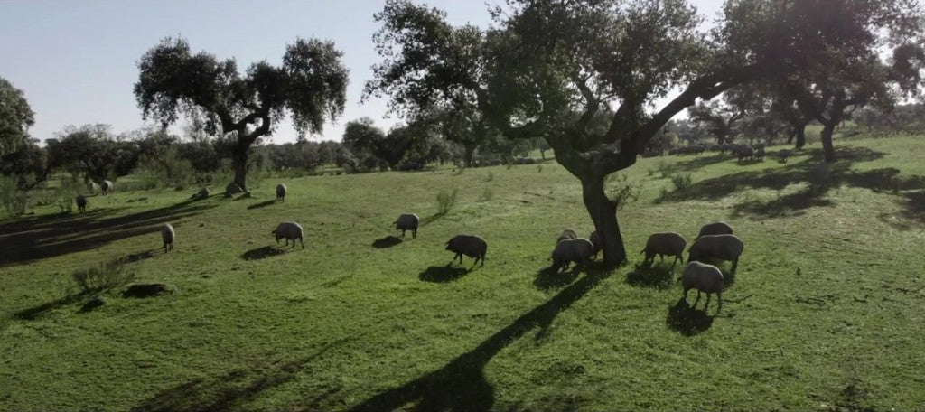 La magia de la Montanera: Un viaje por la crianza del cerdo ibérico de bellota
