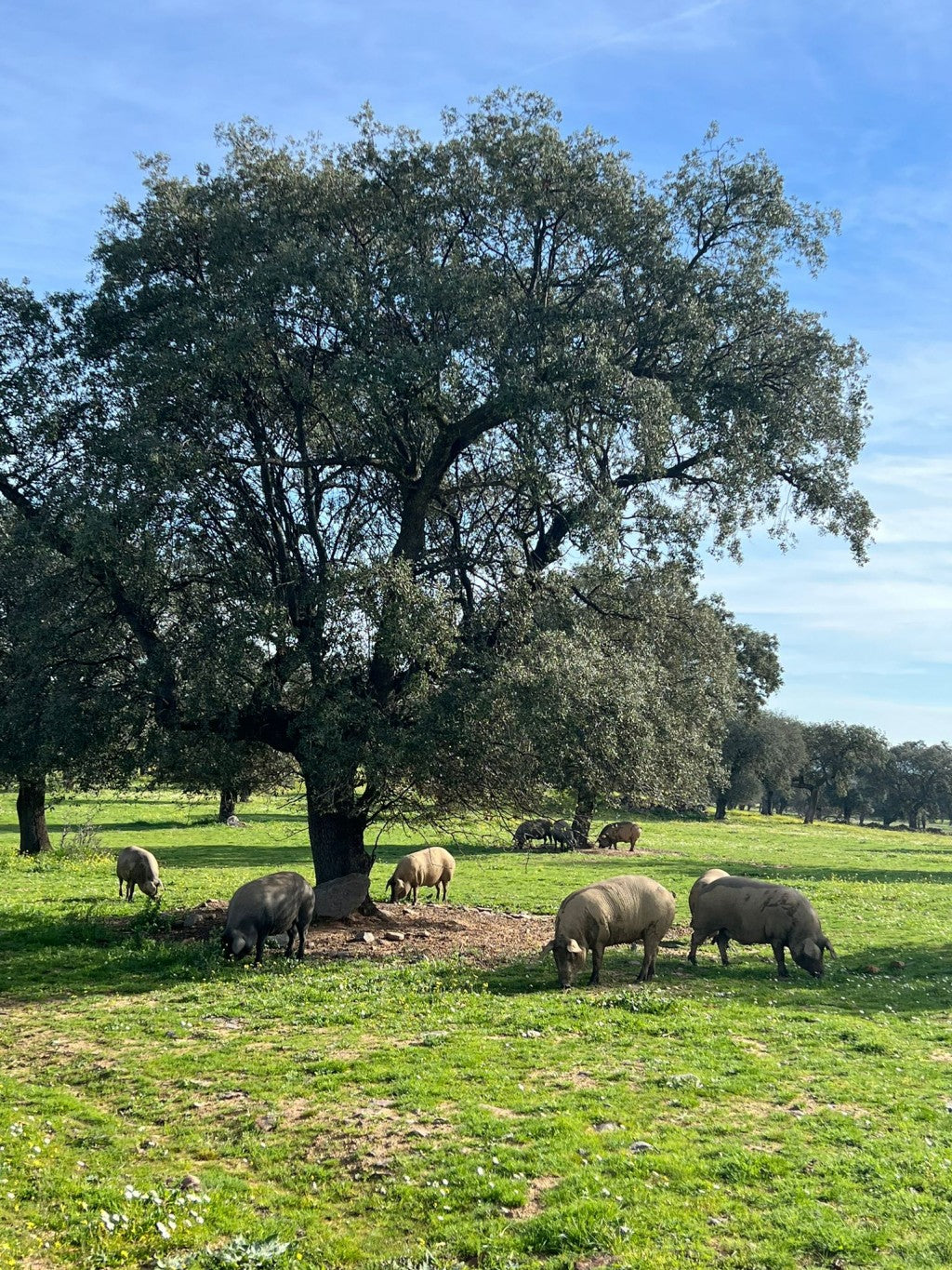 La montanera del cerdo ibérico: El alma de los jamones ibéricos Aljomar