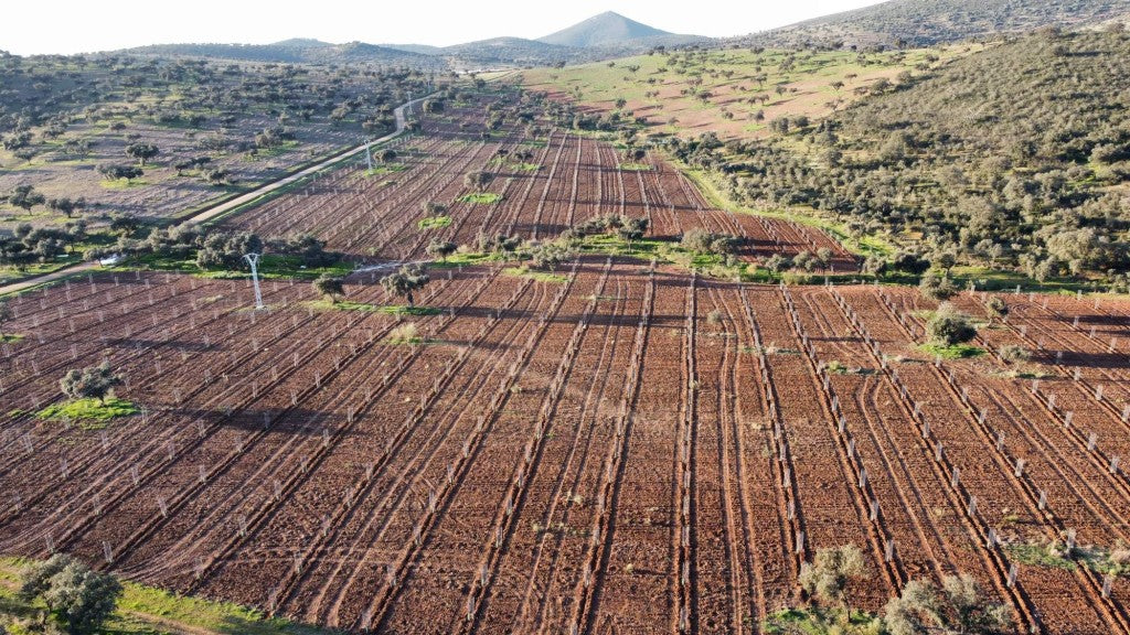 Reforestamos nuestra finca Vera Vieja con 4.000 nuevos encinas y alcornoques