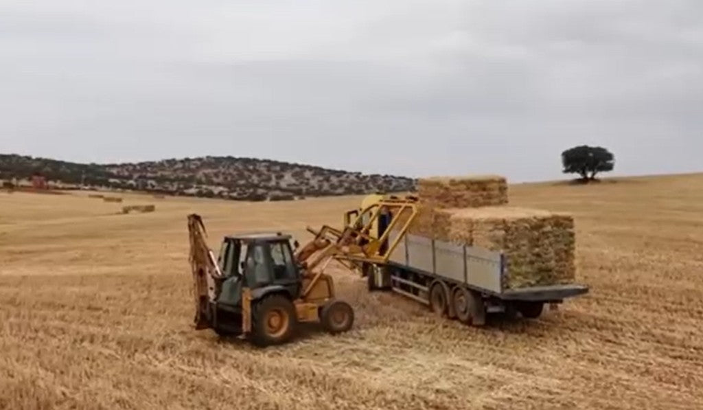 Cosecha de cereal local para Vera Vieja: un impulso a la calidad Aljomar