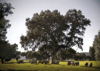 Aljomar inicia la producción de cerdos ibéricos ecológicos