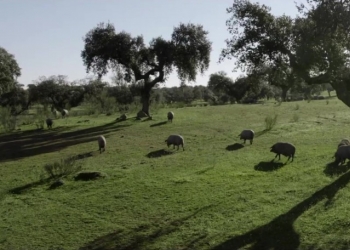 La magia de la Montanera: Un viaje por la crianza del cerdo ibérico de bellota