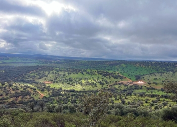 La montanera: el origen natural del mejor jamón ibérico Aljomar